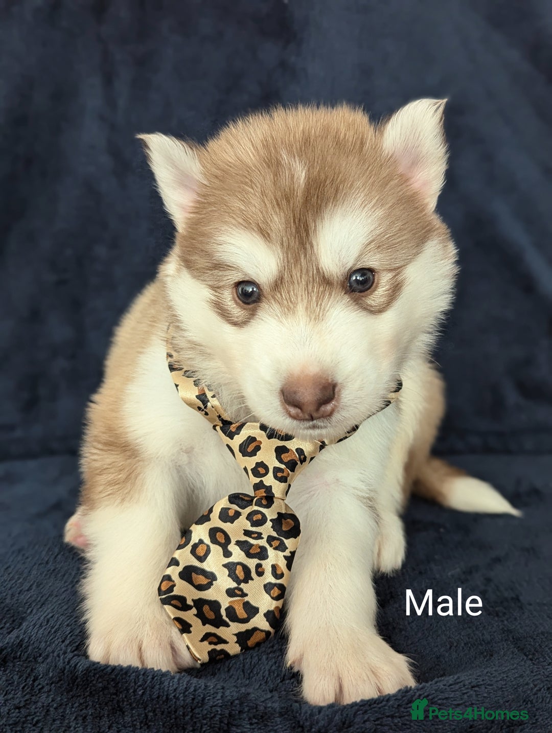 Siberian Husky dogs for sale: Beautiful pure Siberian Husky( last white male) - Image 13