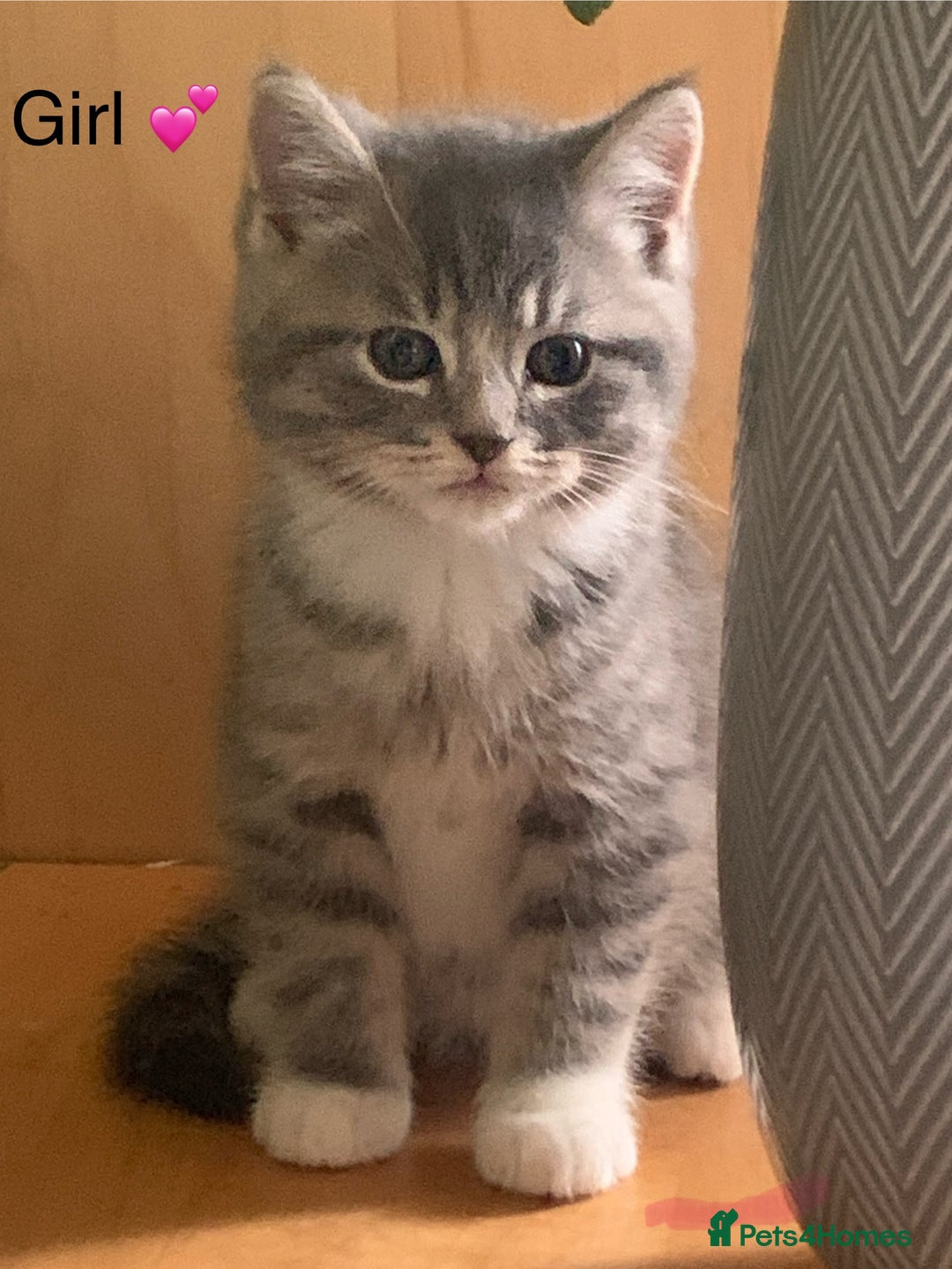 British Shorthair cats for sale: British Blue Kittens - Image 16