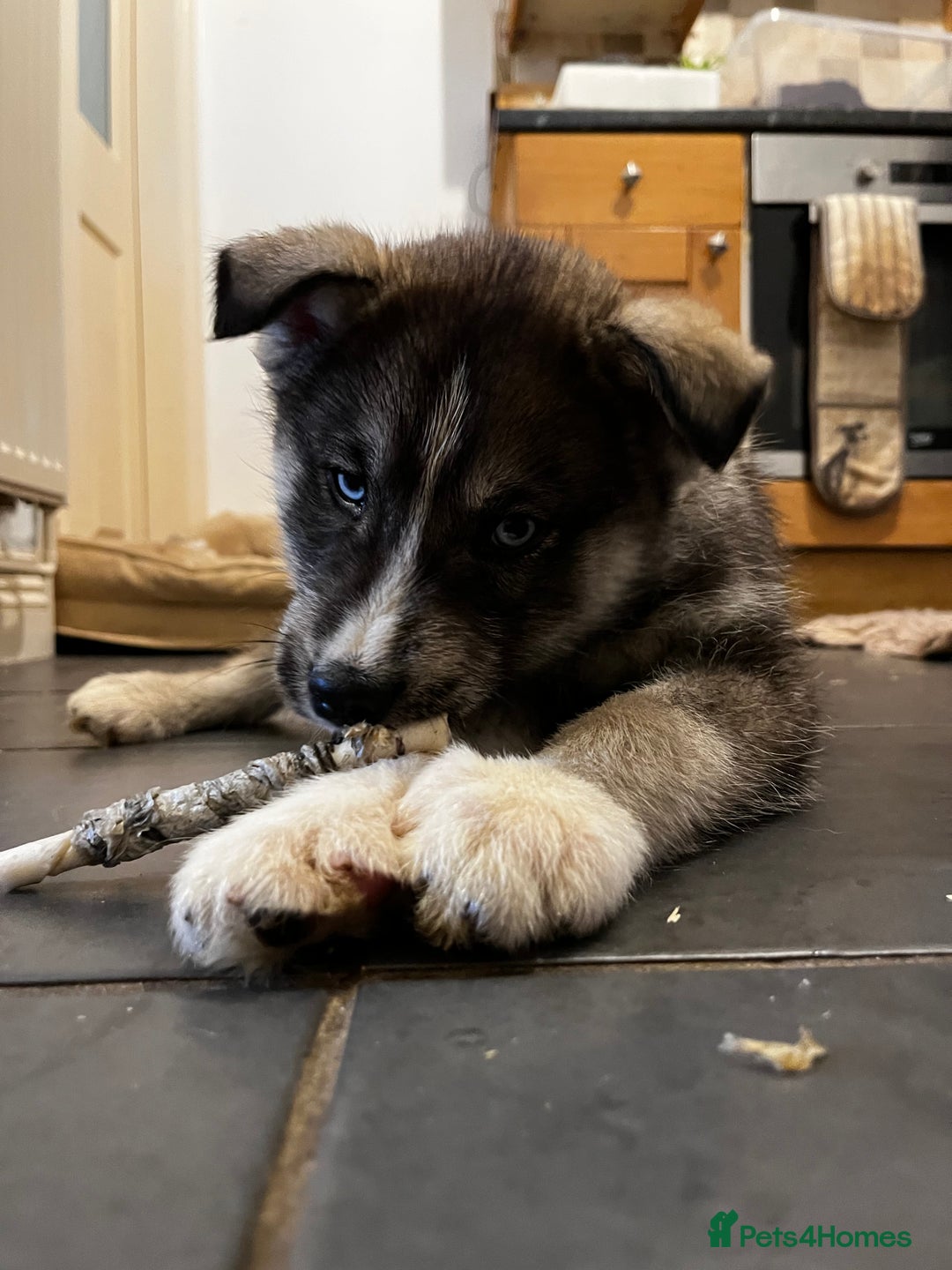Siberian Husky dogs for sale: Stunning Husky Puppies - Advert 10