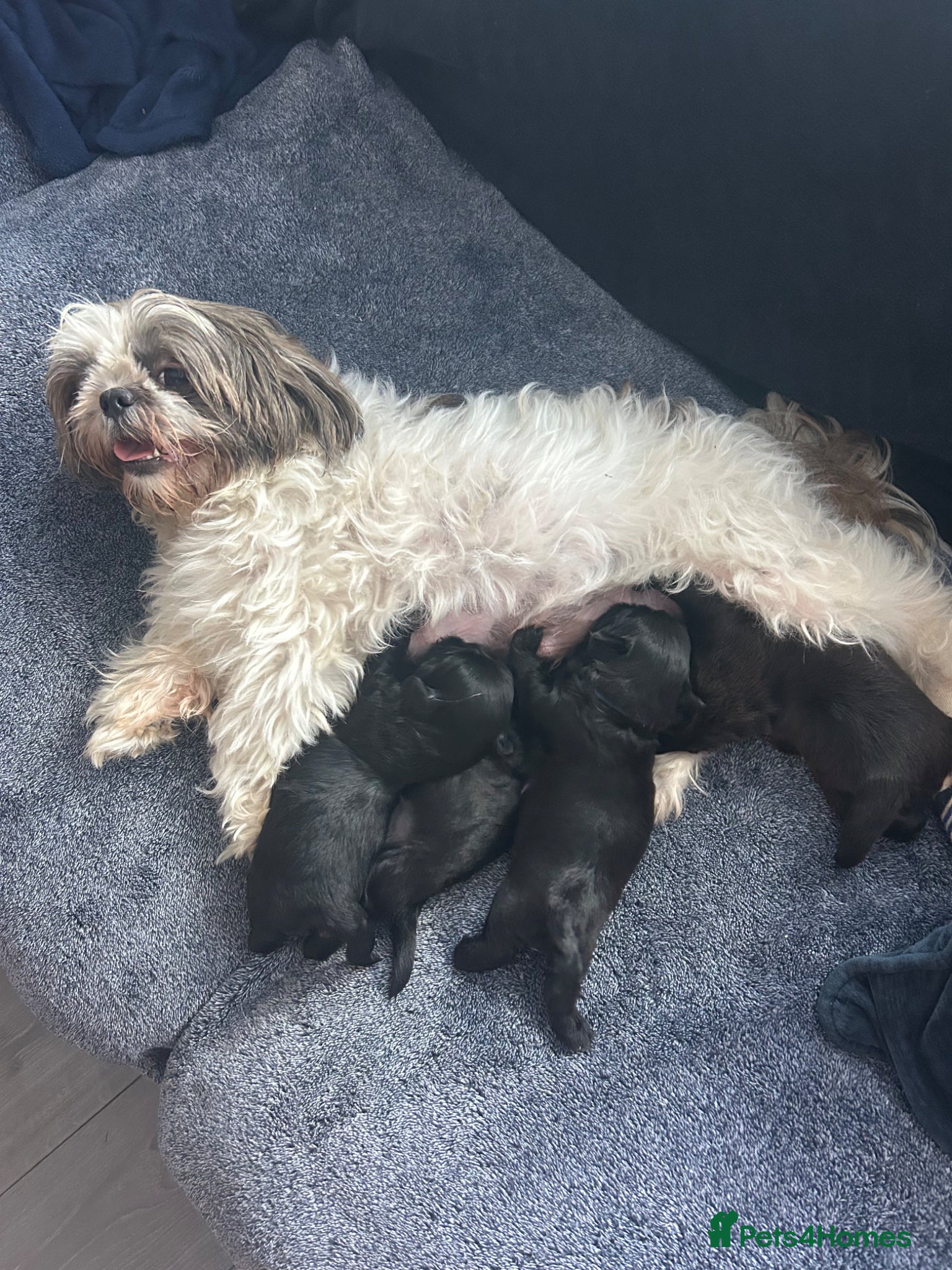 Shih Tzu dogs for sale: Full pedigree imperial Shih ztu - Advert 11
