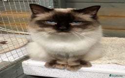 Ragdoll cats for stud: Chocolate stud available  - Image 1