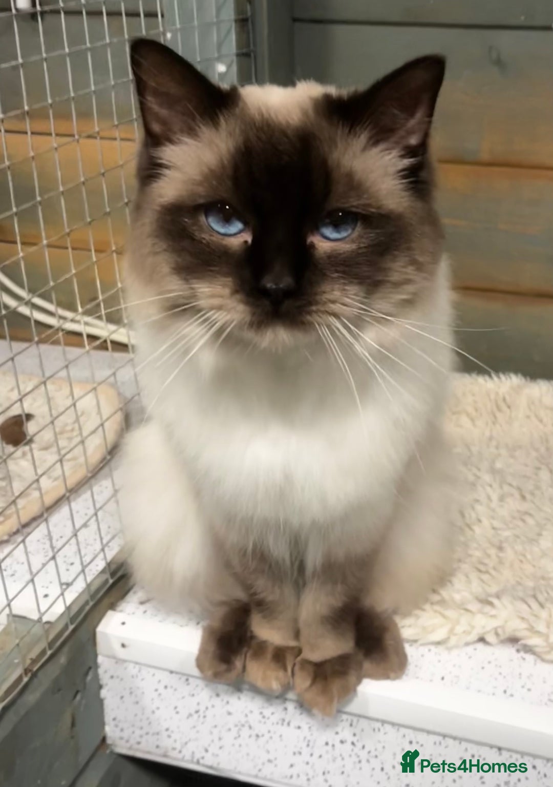 Ragdoll cats for stud: Chocolate stud available  - Image 1
