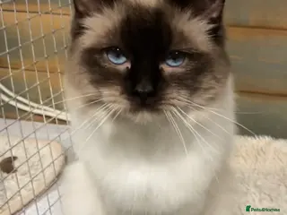 Ragdoll cats Chocolate stud available - Advert 13