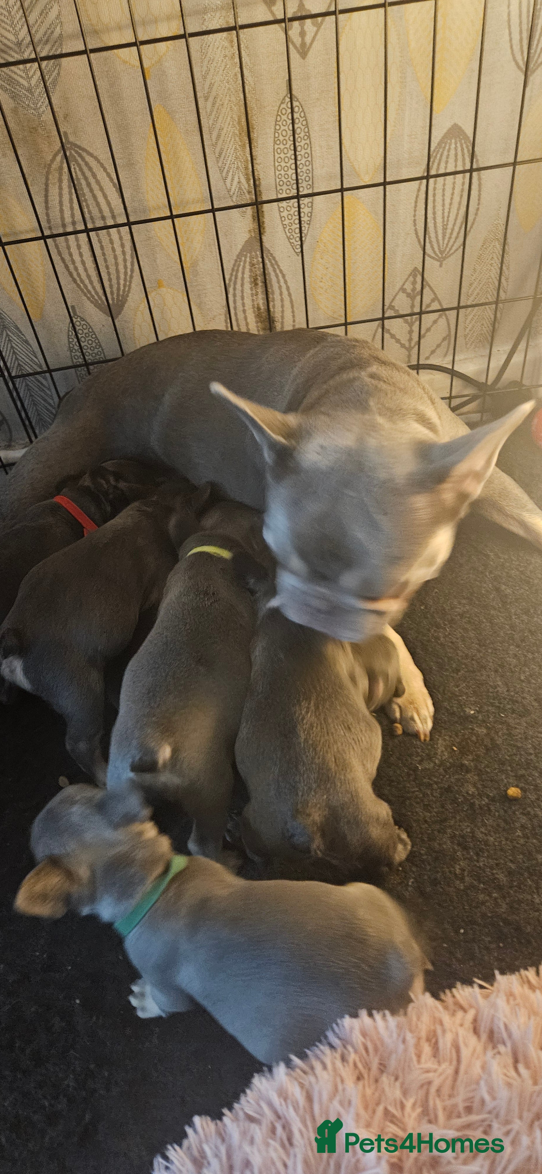 French Bulldog dogs 1 female 3 male frenchies for sale  - Advert 1