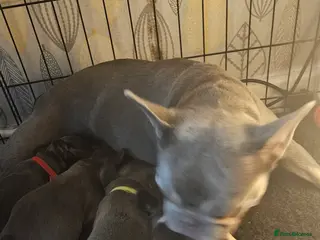 French Bulldog dogs 1 female 3 male frenchies for sale - Advert 1