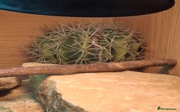 Skink reptiles for sale: 6 week old Ocellated skinks - Image 2