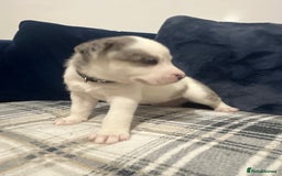 Siberian Husky dogs for sale: Husky cross pups! LAST BOY! - Image 7