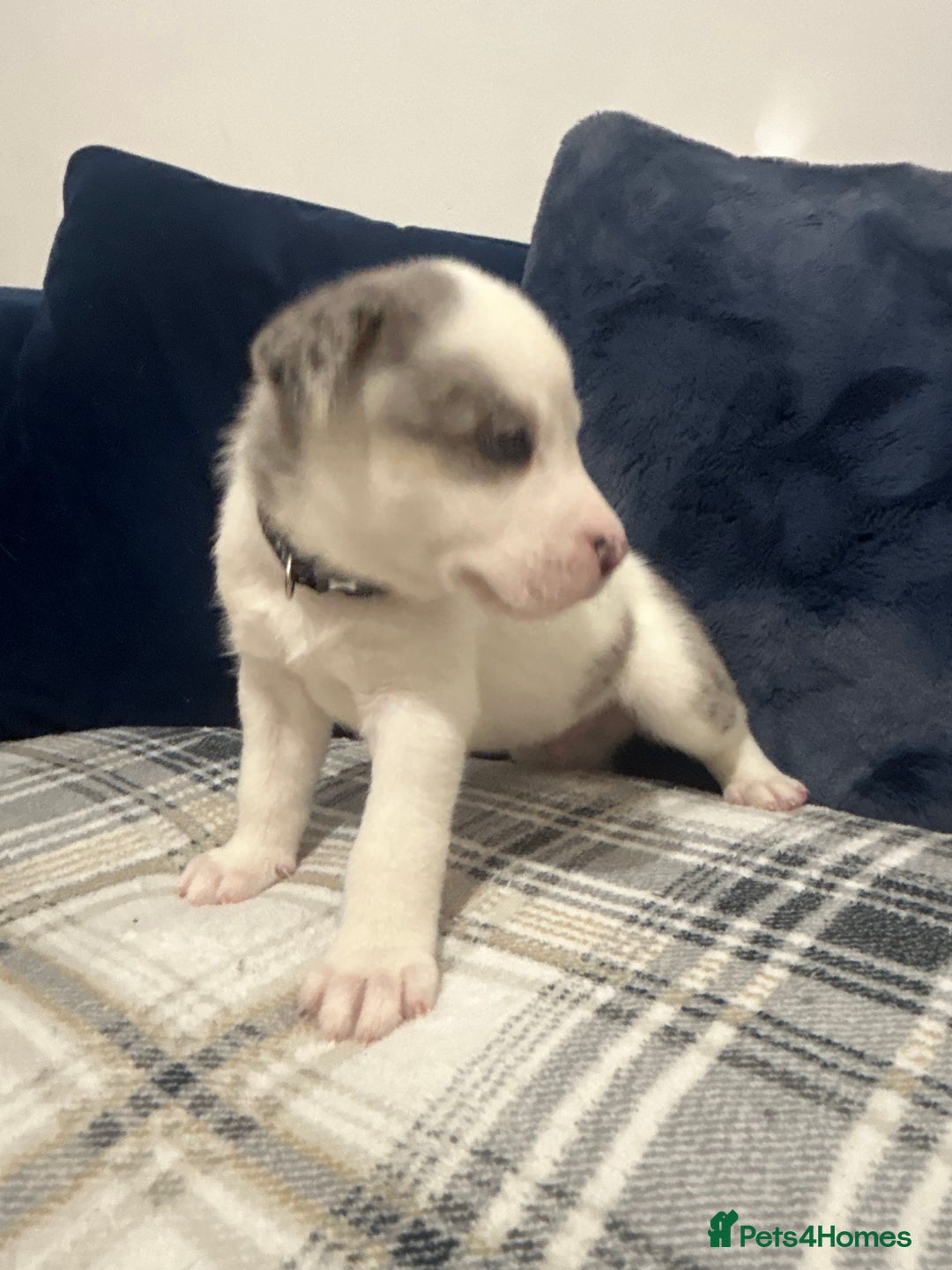 Siberian Husky dogs for sale: Husky cross pups! LAST BOY! - Image 7