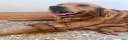 Golden Retriever dogs for sale: Loving, family raised golden retriever puppies  - Advert 22