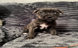 Mixed Breed dogs for sale: Cane Corso-Belgian Malanois cross American Bulldog - Advert 12