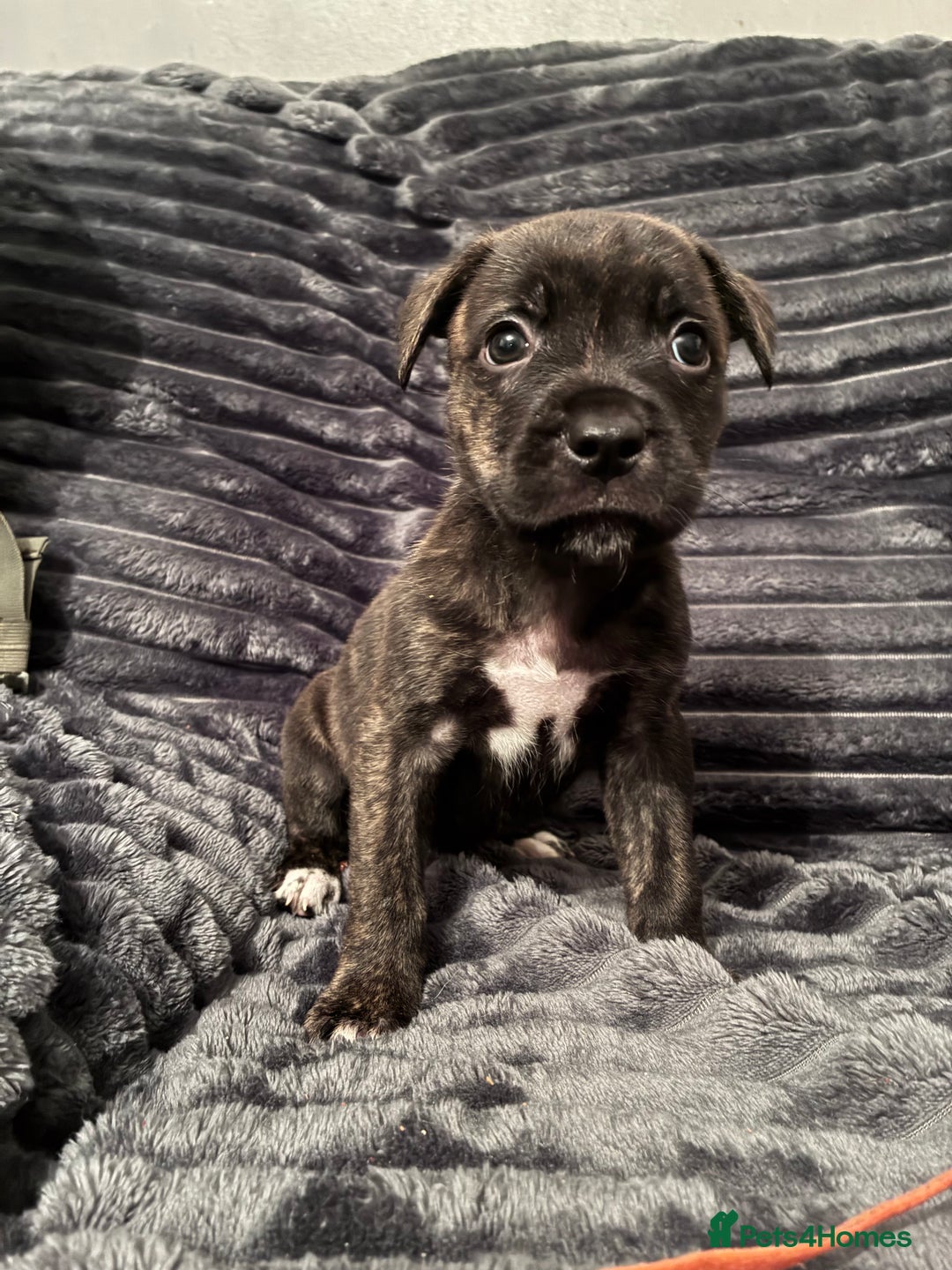 Mixed Breed dogs for sale: Cane Corso-Belgian Malanois cross American Bulldog - Advert 12
