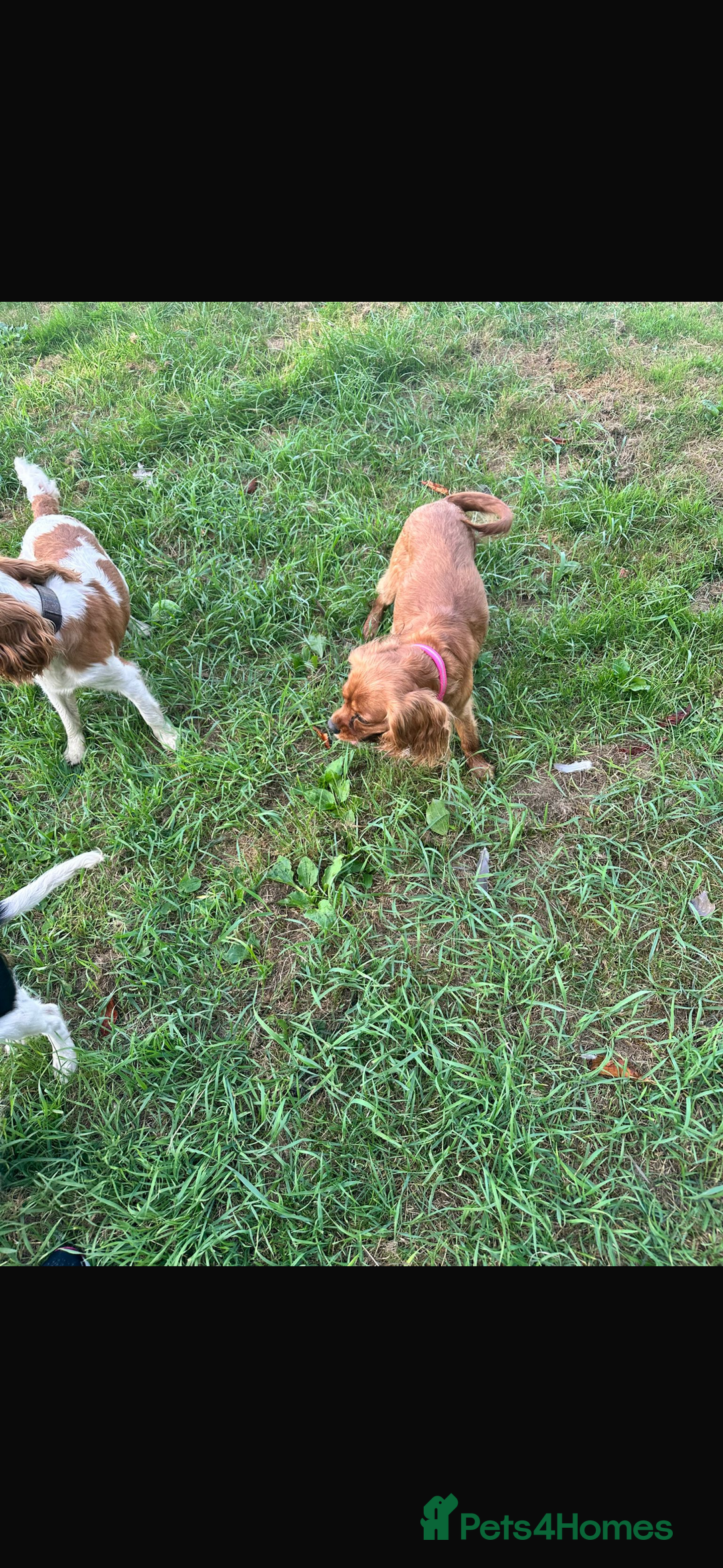 Cavalier King Charles Spaniel dogs for sale: Cavalier King Charles spaniel puppies  - Advert 6