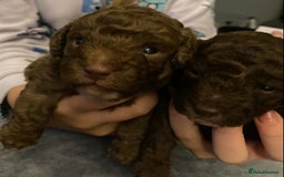 Cavapoo dogs for sale: Beautiful F1b Cavapoo girl  - Image 18