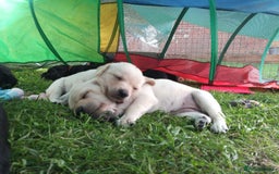 Labrador Retriever dogs for sale: Equal parts adventure and sofa buddies (Labradors) - Image 10