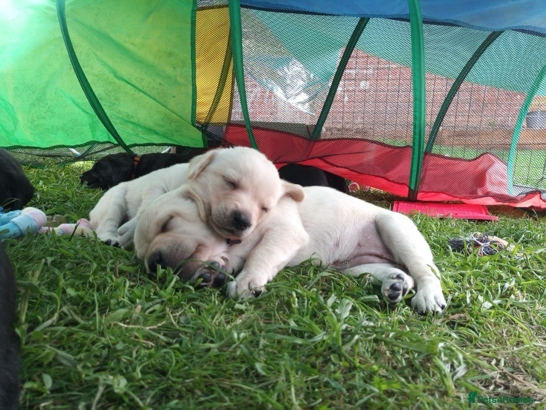 Labrador Retriever dogs for sale: Equal parts adventure and sofa buddies (Labradors) - Image 10