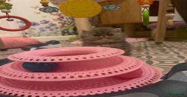 Persian cats - Advert 10