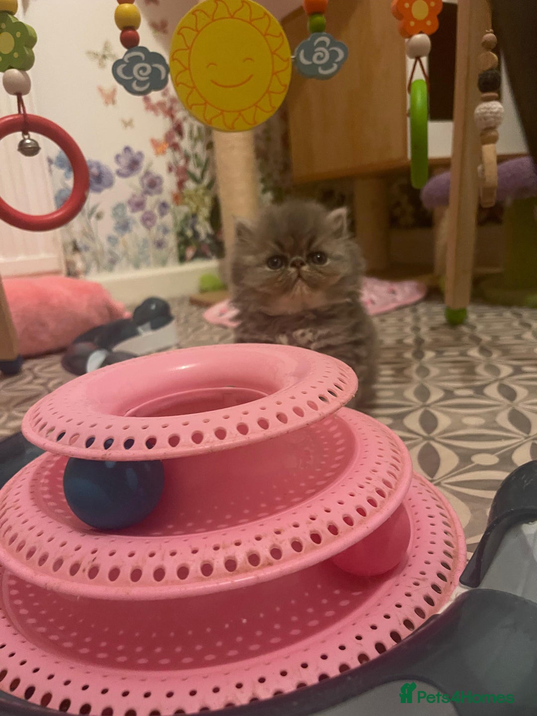Persian cats for sale: Registered pedigree persian - Image 2