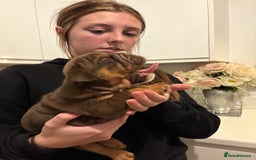 English Bulldog dogs for sale: Stunning KC registered English Bulldogs 4 left - Image 11