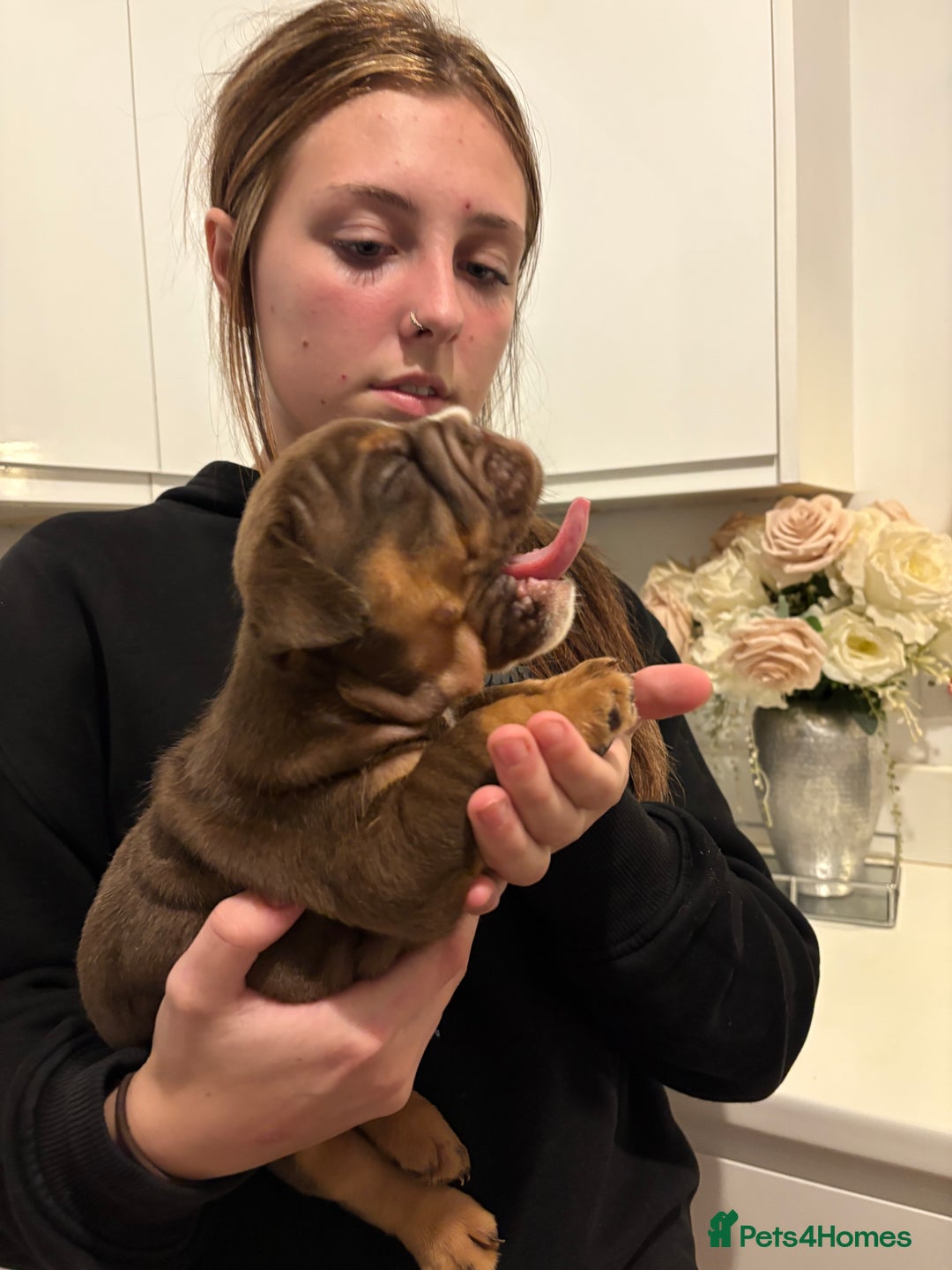 English Bulldog dogs for sale: Stunning KC registered English Bulldogs 4 left - Image 11