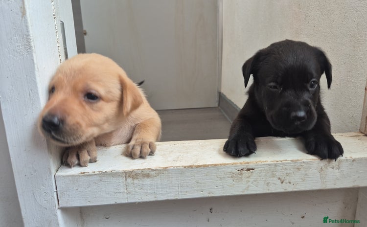 Labrador Retriever dogs - Advert 13