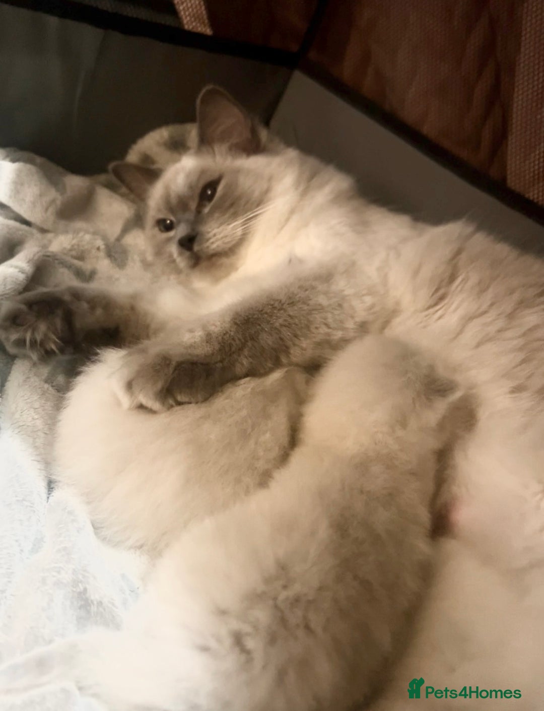 Ragdoll cats for sale: Purebred blue point ragdoll kittens  - Advert 14