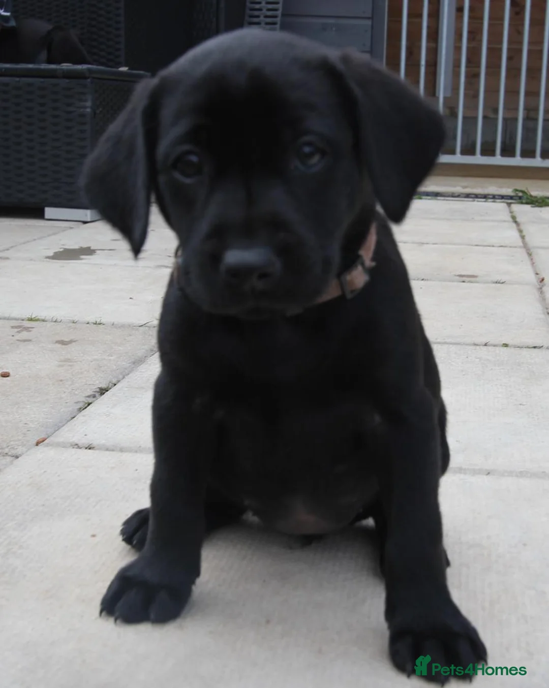 Labrador Retriever dogs for sale: Labrador pups  - Advert 10
