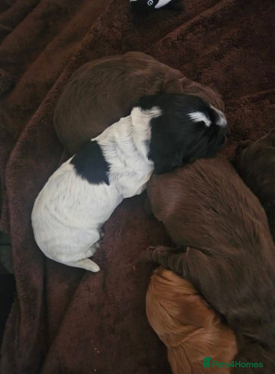 Cocker Spaniel dogs for sale: Cocker spaniel puppies - Advert 7