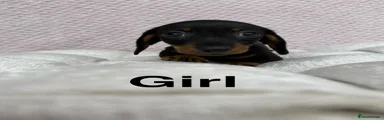 Miniature Dachshund 3