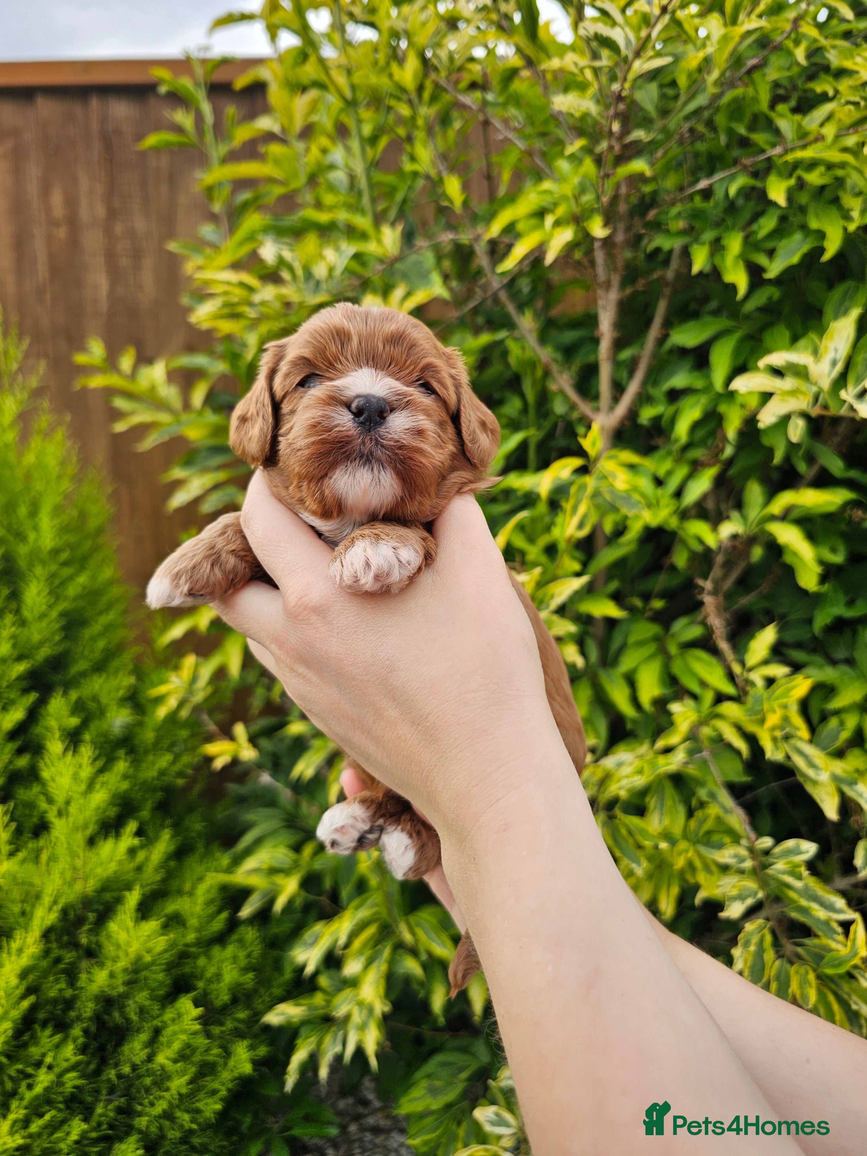 Cavapoo dogs Cavapoo puppies (toy)DNA CLEAR - Advert 2