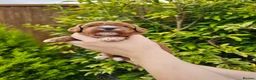 Cavapoo dogs for sale: Cavapoo puppies (toy)DNA CLEAR - Advert 4