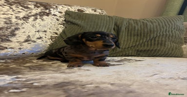 Miniature Dachshund dogs - Advert 9