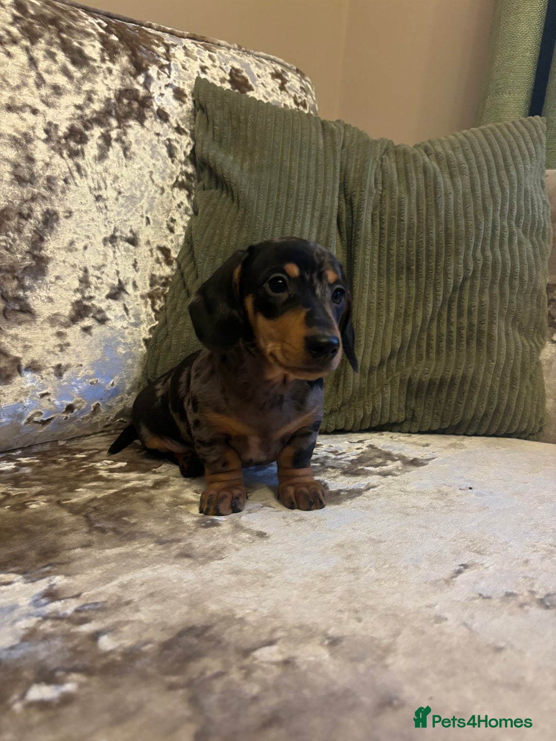 Miniature Dachshund dogs for sale: Miniature dachshund puppies - Advert 2