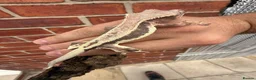 Gecko reptiles for sale: Crested Geckos  - Advert 17