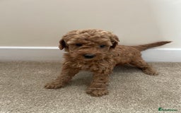 Poochon dogs for sale: Poochon Red Girl  - Image 3