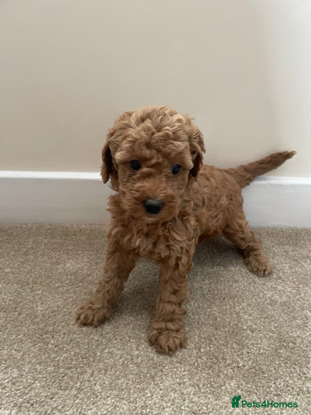 Poochon dogs for sale: Poochon Red Girl  - Image 3