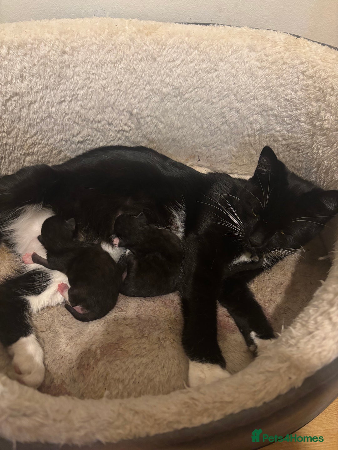 Mixed Breed cats for sale: 3 male tuxedo kittens  - Image 7