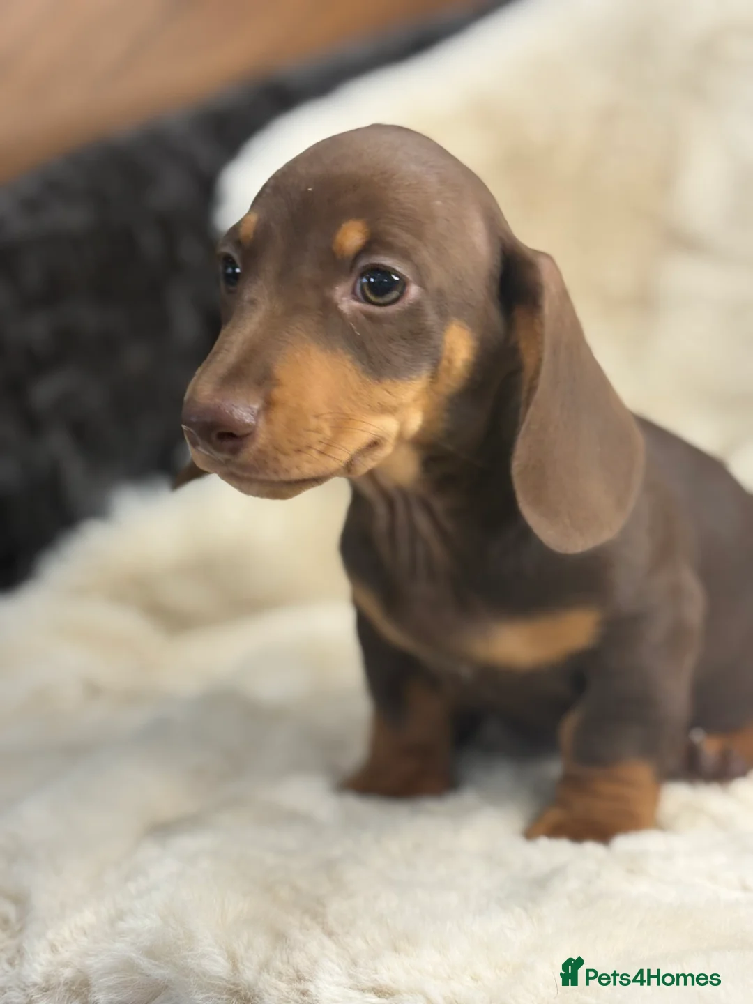 Miniature Dachshund dogs for sale: Top quality mini smooth dachshund pups  - Advert 6