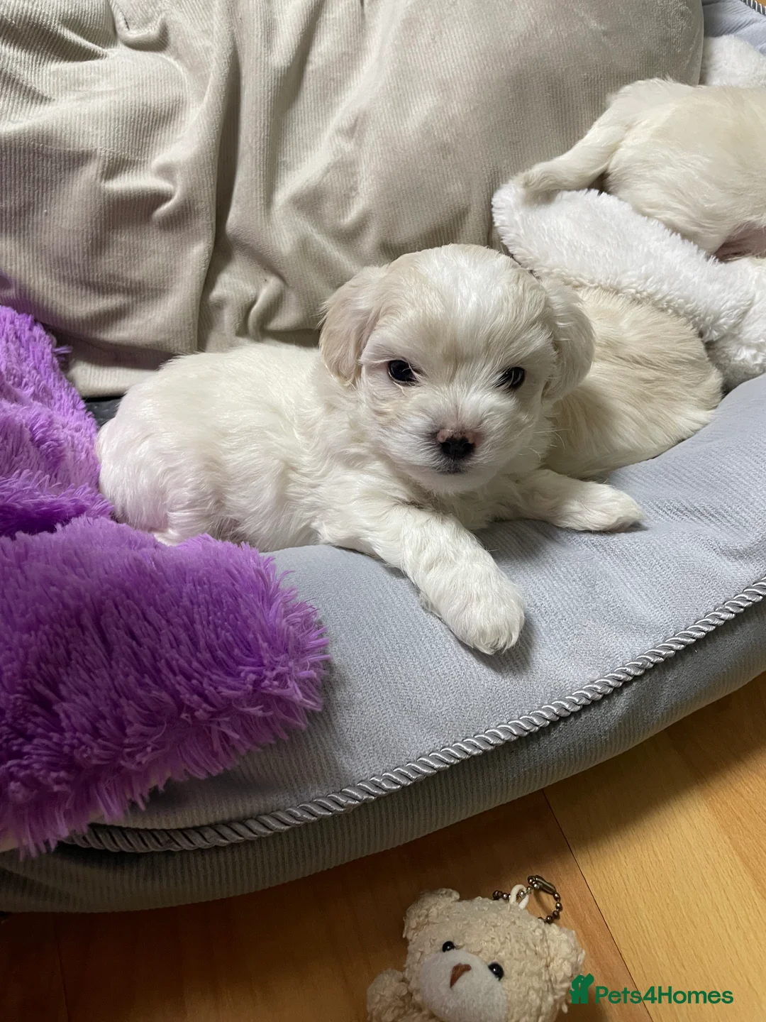 Maltese dogs for sale: Bichon Frise 2 lovely boys - Advert 7