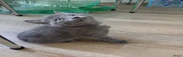 British Shorthair cats for sale: Kitten in West Drayton - Advert 14