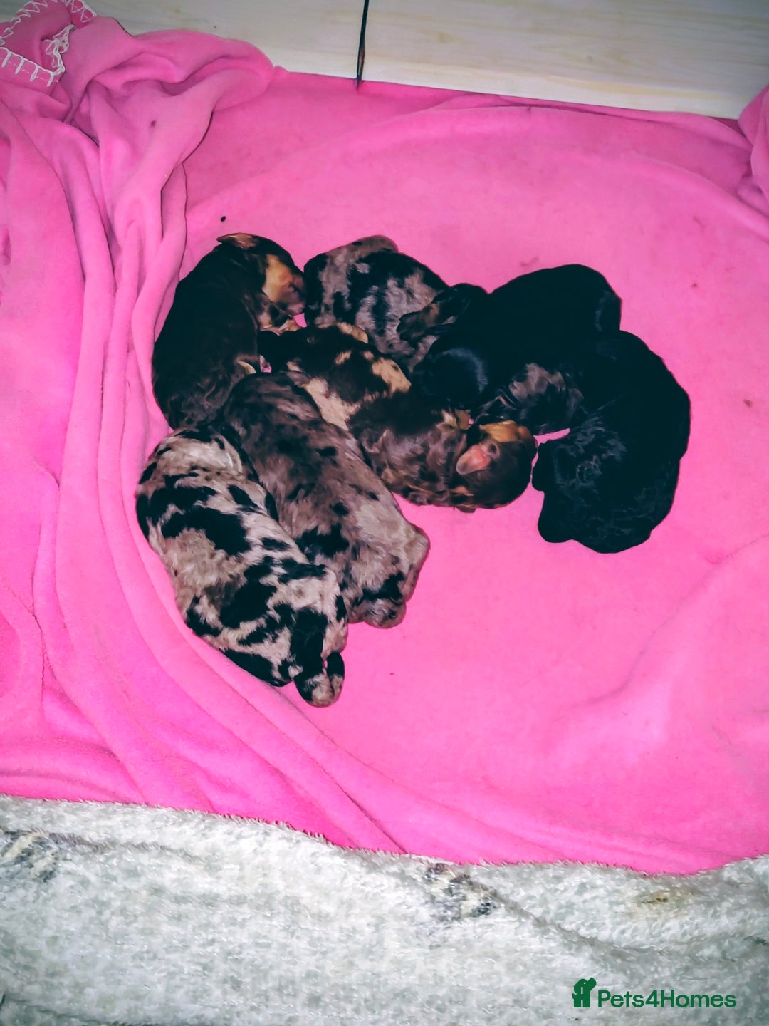 Cockapoo dogs for sale: Beautiful F1b toy cockapoos - Advert 3