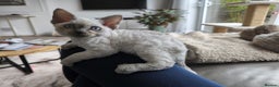 Devon Rex cats for sale: No longer available💙Blue Point Devon Rex Boy 💙 - Advert 2