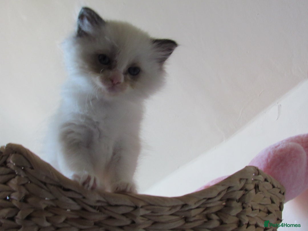 Ragdoll cats for sale: 🎀Beautiful Ragdoll kittens (TICA reg)🎀 - Image 24