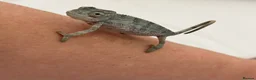 Chameleon reptiles for sale: Blue Ambanja Panther Chameleons  - Advert 8