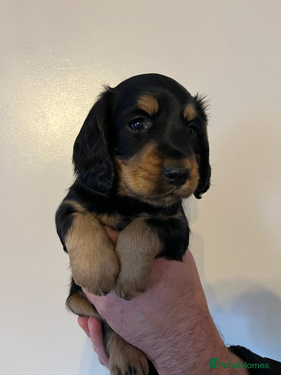 Cocker Spaniel dogs for sale: Cocker spaniel puppies - Image 16