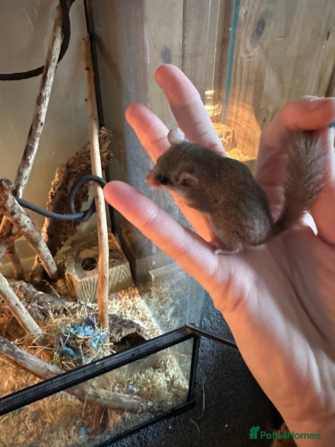 Mouse rodents for sale: African Pygmy dormice  - Advert 2