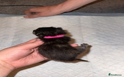 Bengal cats for sale: 10 Beautiful Bengal Kittens - Image 9