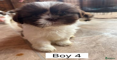 Shih Tzu dogs READY NOW one shih tzu boy puppy left - Advert 3