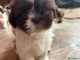 Shih Tzu dogs One shih tzu boy puppy left! - Advert 4