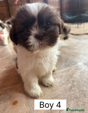 Shih Tzu dogs One shih tzu boy puppy’s left! - Advert 4