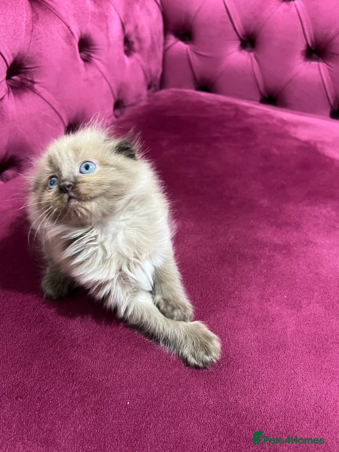 Scottish Fold cats for sale: Beautiful Scottish fold🌹☺️ - Advert 18